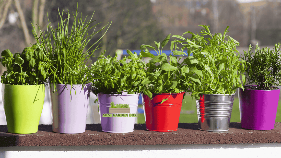 Cum să începi o mini grădină acasă? – Sfaturi practice pentru spații mici 🌱🏡