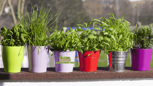 Cum să începi o mini grădină acasă? – Sfaturi practice pentru spații mici 🌱🏡