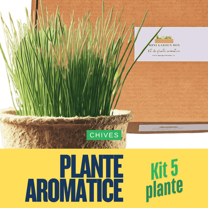 Mini Garden Box: Set de Plante Aromatice DIY Ierburi aromatice