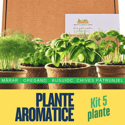 Mini Garden Box: Set de Plante Aromatice DIY Ierburi aromatice