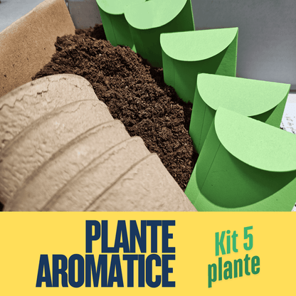 Mini Garden Box: Set de Plante Aromatice DIY Ierburi aromatice