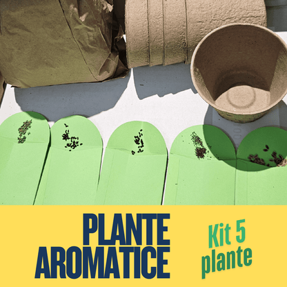 Mini Garden Box: Set de Plante Aromatice DIY Ierburi aromatice